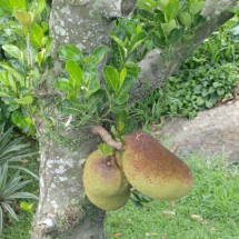 Heavy fruits on top of Sugar Loaf